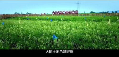 青草草在线视频,带你领略青春活力与动感魅力